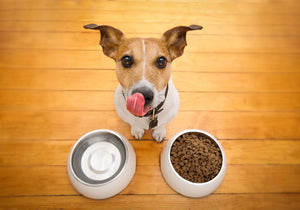 6 Best Protein Sources for Dogs