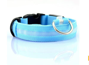 Pupular LED Collar