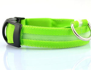 Pupular LED Collar